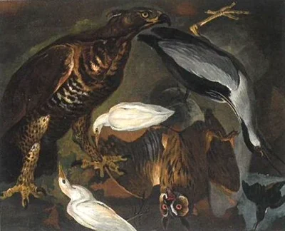 Six Birds of Various Species