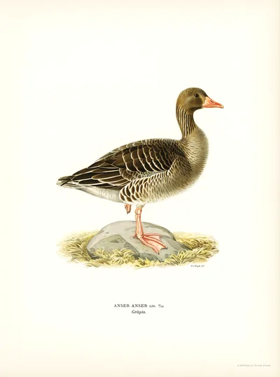 Greylag Goose (Anser Anser)