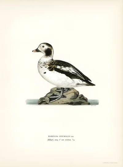 Long-tailed Duck (Harelda Hyemalis), Young Male in Winter