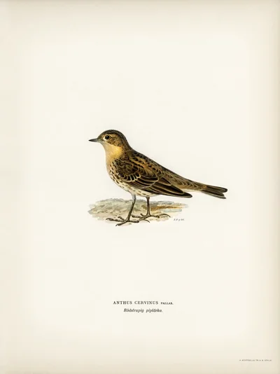 Anthus Cervinus Pallas (Pipit à gorge rousse)
