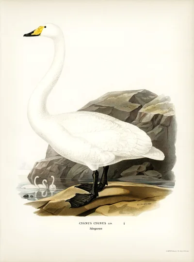Whooper Swan (Cygnus cygnus)