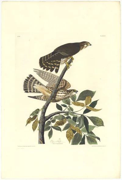 Esquimaux Hawk