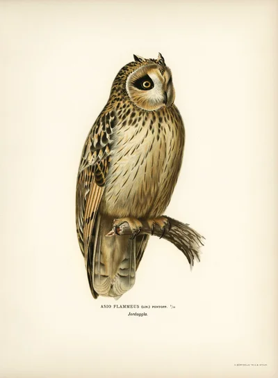 Short-eared Owl (Asio flammeus)