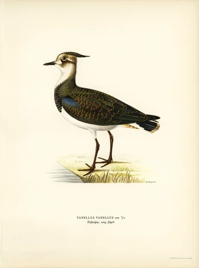 Tofsvipa (Northern Lapwing)