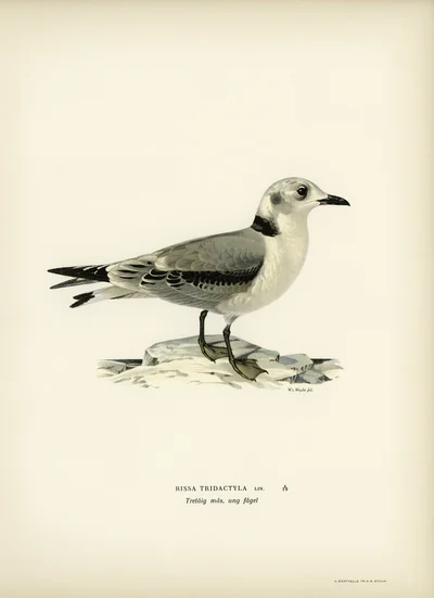 Black-legged Kittiwake (Young Bird)