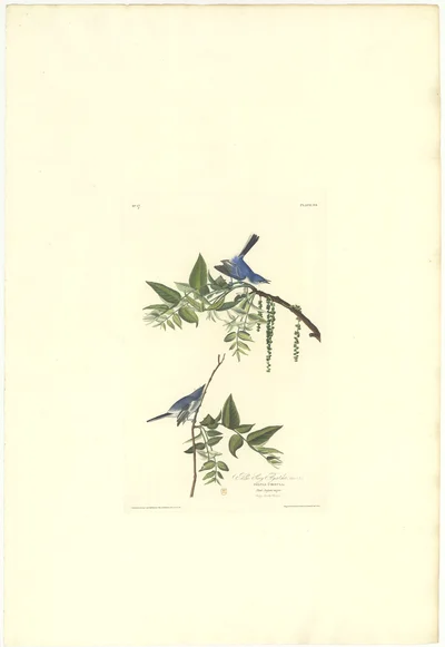Azure Gnatcatcher