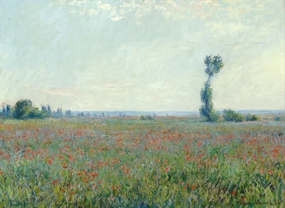 Champ de coquelicots
