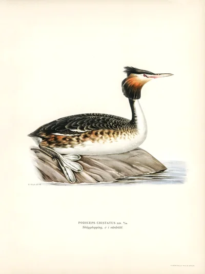 Great Crested Grebe (Podiceps Cristatus), Male in Breeding Plumage