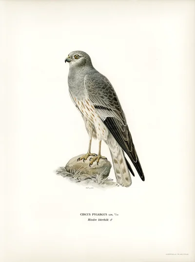 Montagu's Harrier (Circus pygargus)