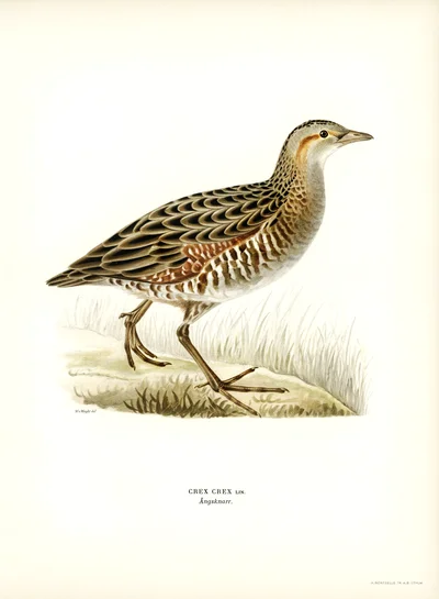 Corn Crake (Crex crex)