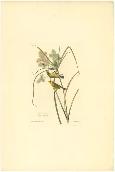 Prairie Warbler
