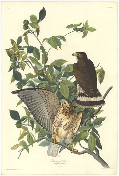 Broad-winged Hawk (Falco pennsylvanicus) Plate 91