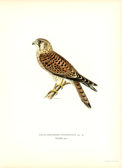 Common Kestrel (Juvenile)