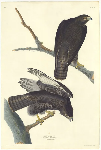 Black Hawk (Falco Harlani)