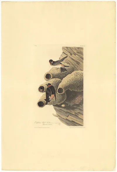 Cliff Swallows (Hirundo Fulva)