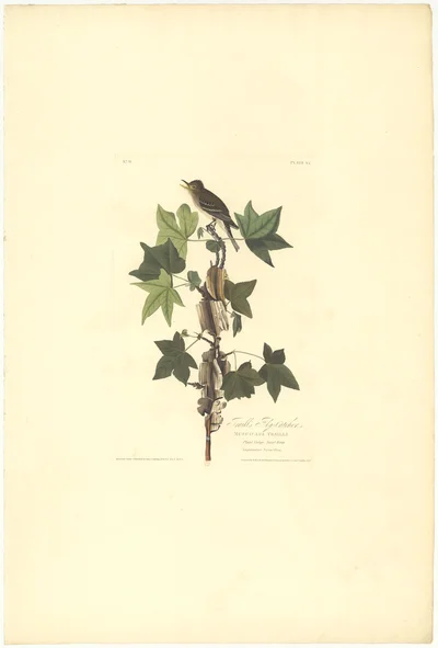 Traill's Fly-Catcher