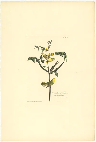 Children's Warbler (Plate 35)