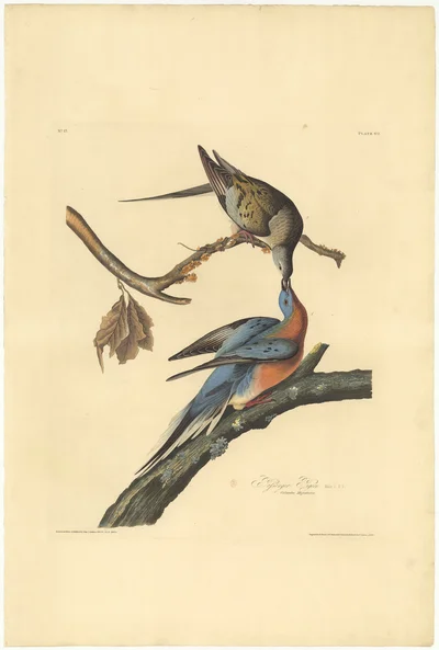 Passenger Pigeon (Ectopistes Migratoria), Plate 62