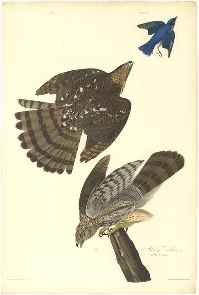 Stanley Hawk. Eastern Blue Bird.