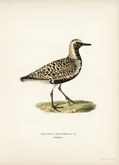 Squatarola Squatarola (Black-bellied Plover)