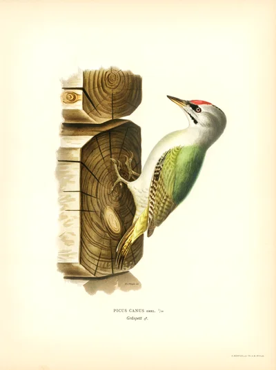 Picus Canus (Grey-headed Woodpecker)
