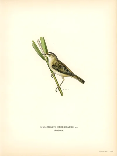 Sedge Warbler (Acrocephalus schoenobaenus)