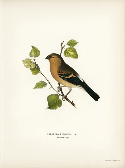 Bullfinch (Pyrrhula pyrrhula)