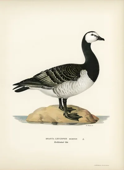 Barnacle Goose