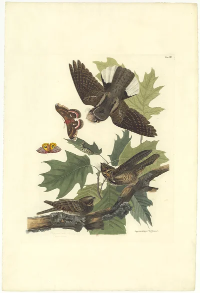 Whip-poor-will (Caprimulgus vociferus)