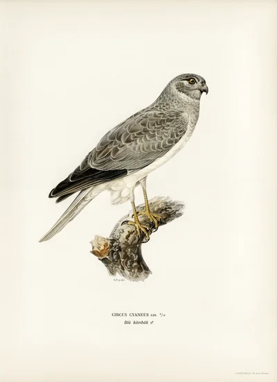 Northern Harrier (Circus Cyaneus)
