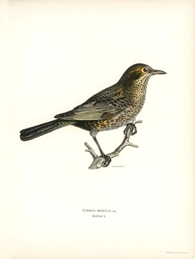 Illustration of a Female Blackbird (Turdus Merula)