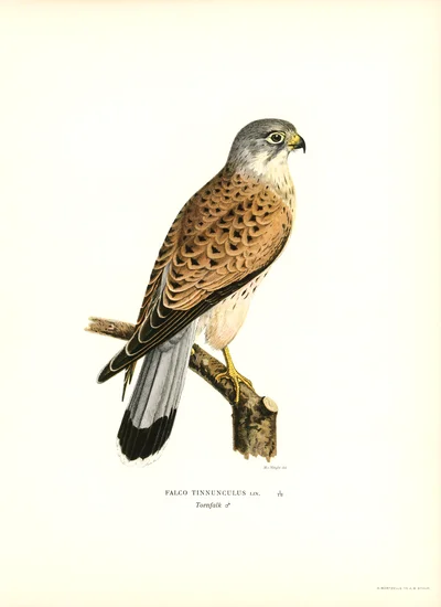 Common Kestrel (Falco Tinnunculus)