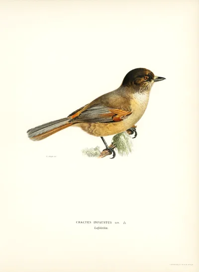 Siberian Jay (Cractes infaustus)