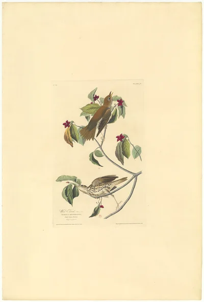 Wood Thrush