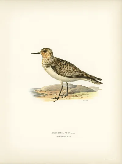 Sanderling (Crocethia alba)
