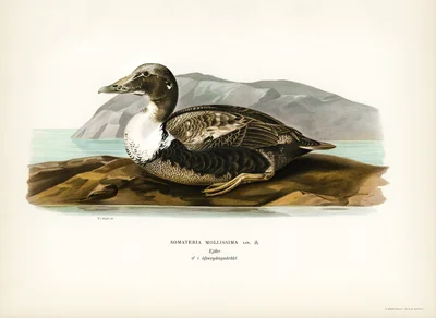 Common Eider (Somateria mollissima)