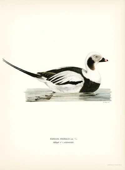 Long-tailed Duck (Harelda hyemalis), Male in Winter Plumage
