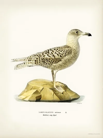 Glaucous Gull (Larus Glaucus), Young Bird
