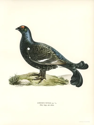 Black Grouse (Lyrurus tetrix)
