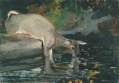 Deer Drinking