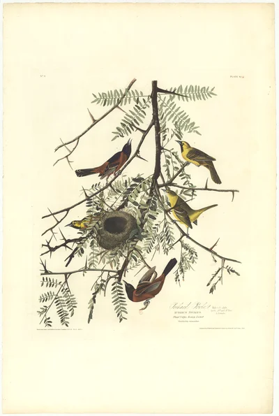 Orchard Oriole (Icterus spurius)