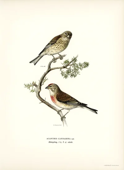 Common Linnets (Acanthis Cannabina)