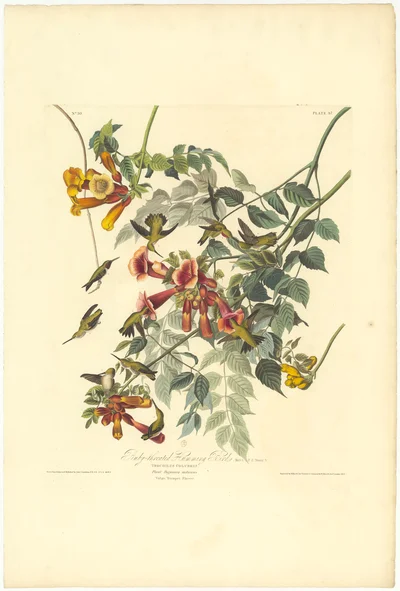 Ruby-throated Humming Bird (Trochilus Colubris) with Trumpet Flower (Bignonia radicans)