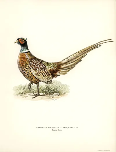 Hybrid Pheasant (Phasianus colchicus x torquatus)