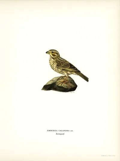 Corn Bunting (Emberiza Calandra)
