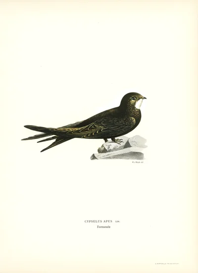 Common Swift