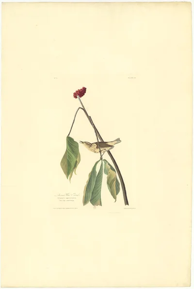 Louisiana Water Thrush (Turdus Aquaticus)