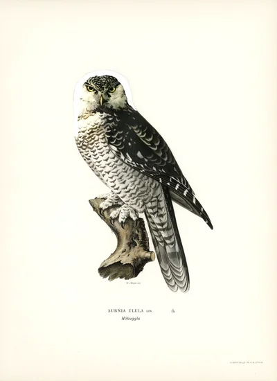 Northern Hawk-Owl