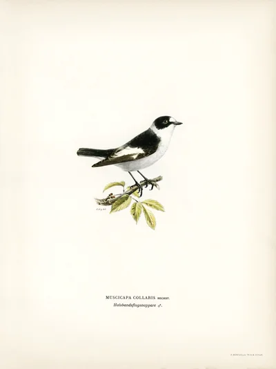 Pied Flycatcher (Muscicapa collaris)