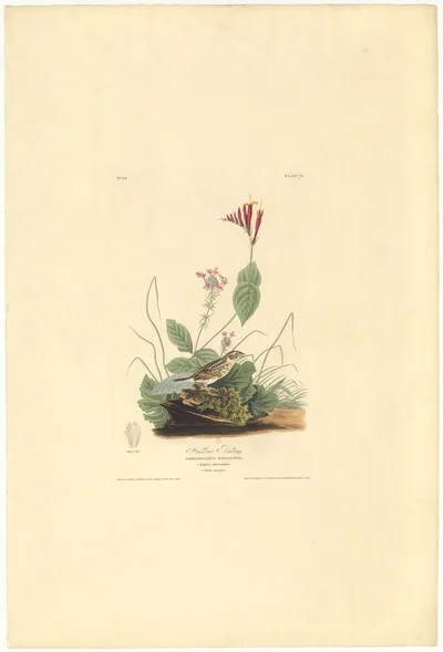 Henslow's Bunting